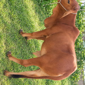 Healthy Brown Calf for Sale | Jhulelal Cattle Farm Karachi