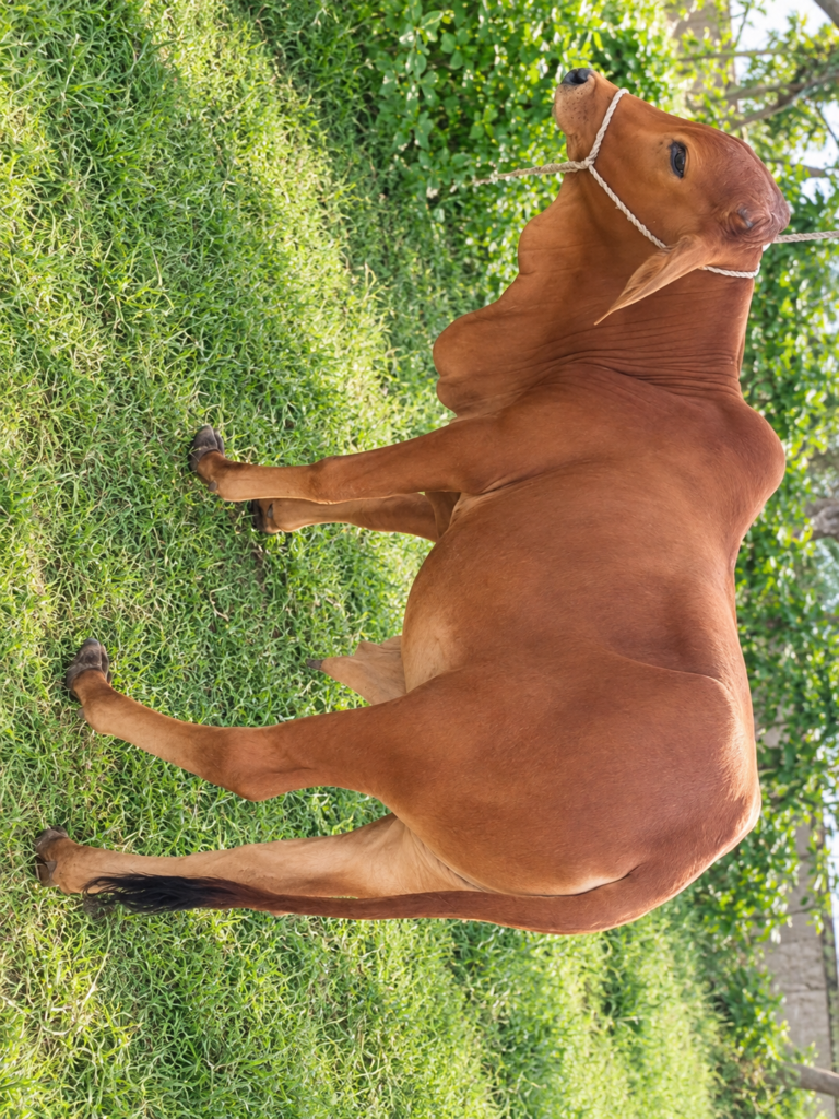Healthy Brown Calf for Sale | Jhulelal Cattle Farm Karachi